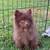 Pomeranian bed 2 thumbnail