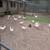 Pullets, Laying hens, Chickens 1 thumbnail