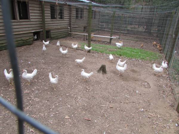 Pullets, Laying hens, Chickens 1