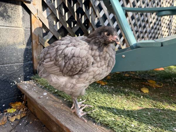 Welsummer Female Chick 2 Months Old 1