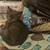 Barn kittens 2 thumbnail