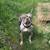 Tri Merle American Bully Female 2 thumbnail