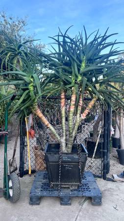 Tree aloes - exotic drought tolerant specimens 1
