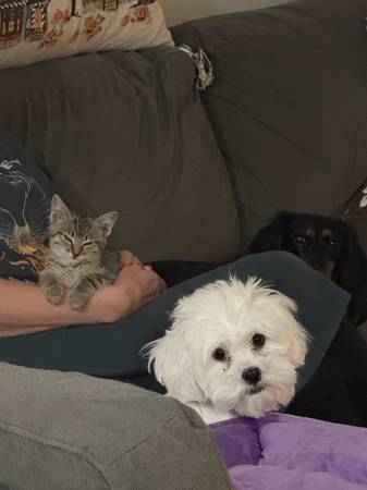 Sweet Kitten (Rocklin)593048078753484801
