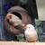 FINCHES 1 thumbnail