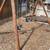 NEW $850 Swing set..Eastern Jungle Gym.. 3 thumbnail