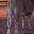 Beefmaster Feeder Steer 4 thumbnail