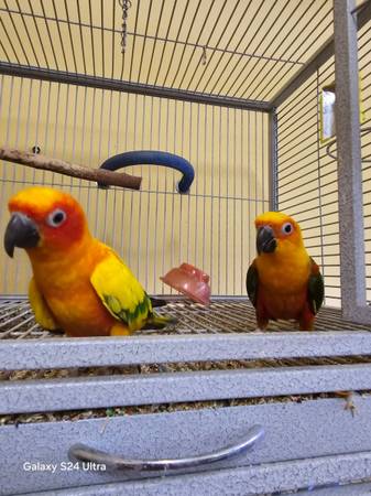 Jenday & Sunconure (Las Vegas)63907296586371121