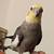 Bonded Cockatiel Pair — Normal Grey Male & Cinnamon Pearl Female $400 incl cag 6 thumbnail