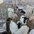Dorper sheeps 7 thumbnail