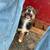 Aussie pups 4 thumbnail