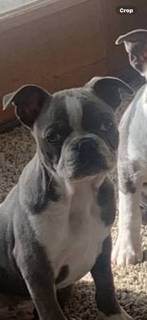 Bosten Terrier Puppy 1