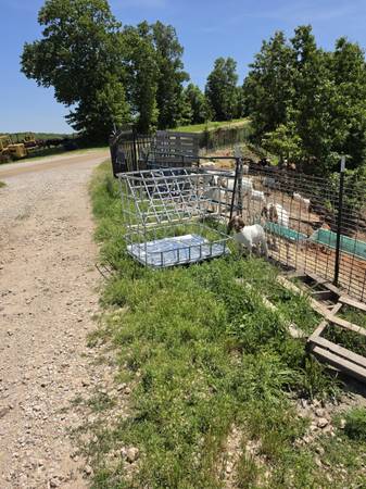 Square Bale Feeder (Sheep & Goat) 1