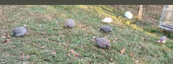 Guineas (6) 1