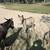 Mini jack donkeys 2 thumbnail