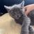 5 Kittens Looking for Their Forever Homes! 🐾 8 thumbnail