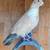 Fancy Pigeons - large variety 7 thumbnail