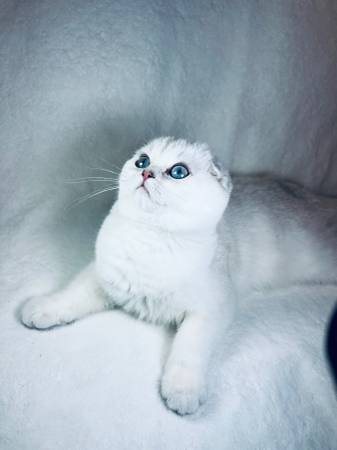Scottish fold 1