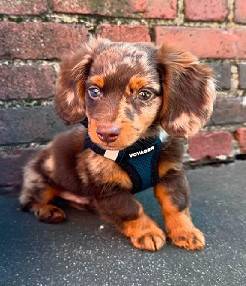 Adorable, affectionate 1