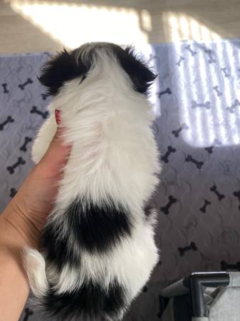 Japanese chin pups (Las Vegas)63860183871107123