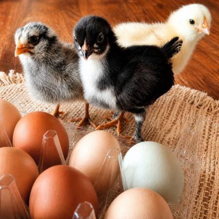 Hatching eggs 1