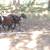 Ram lambs 5 thumbnail