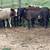 Beef Calves 2 thumbnail