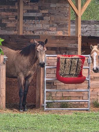 Buckskin gelding 1