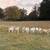 Rams - Dorper Katahdin Lambs 2 thumbnail