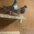 Pigeons 3 thumbnail