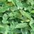 Wanted Taro plant or seeds (Edible Elephant Ears) 1 thumbnail