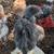 Chicks 3 thumbnail