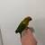 Sun conure 5 thumbnail