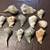 Assorted Welk Conch Seashells 1 thumbnail