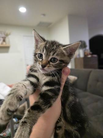 Beautiful kitten (Fife)