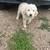 Puppy 2 thumbnail