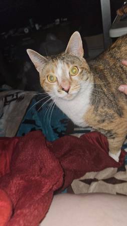 Rehoming fixed female cat602121242002728961