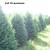 Premium Fraser Fir  and Douglas fir fresh cut Christmas trees 5 thumbnail