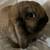 Holland Lop Doe Bunny 1 thumbnail