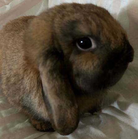 Holland Lop Doe Bunny 1