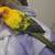 Bird with Cage 1 thumbnail