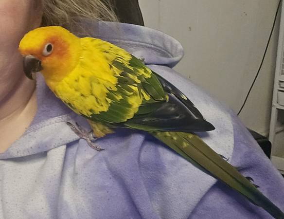 Bird with Cage 1