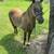 Dapple pony 3 thumbnail