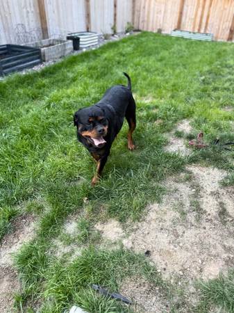 Rottweiler 1