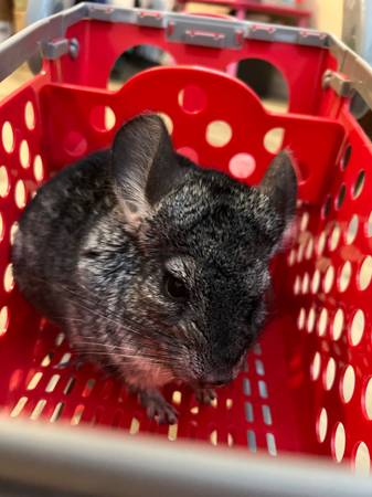 Chinchillas 1