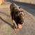 Rehoming my Dutch Shepherd mix – $50 rehoming fee 1 thumbnail