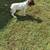 GermannShorthaired Pointer Pups 4 thumbnail