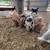 Kunekune Piglets 1 thumbnail