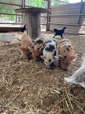 Kunekune Piglets 1