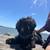 Loving, Dependable Pet Sitter 17 thumbnail
